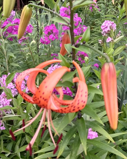  - Sub tutela soarelui