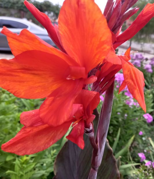  - Sub tutela soarelui