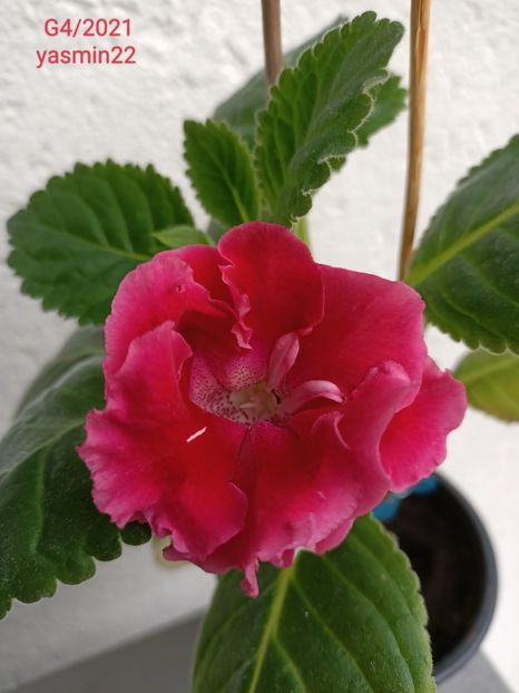 7.07.2022 - Gloxinia x din 2021 G4