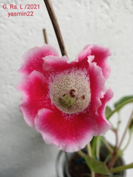 7.07.2022 - Gloxinia x din 2021 G Ra L