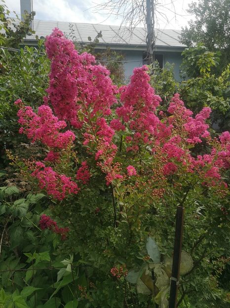  - arbori ornamentali 2022