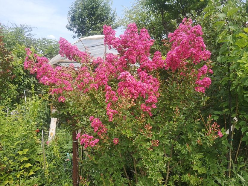 regina gradinii 07.07 - arbori ornamentali 2022