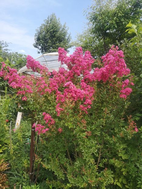 lagestroemia Pink Velour - arbori ornamentali 2022