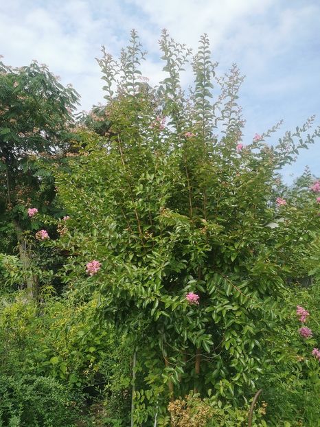 urmeaza roz deschis Sioux - arbori ornamentali 2022
