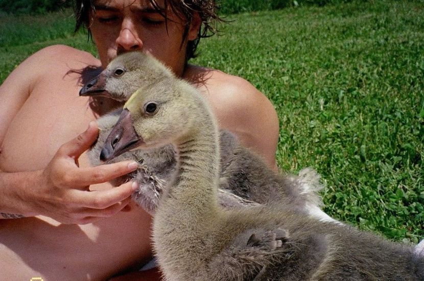 sir quacksly iv & waddles quackers - Collection of Tintypes