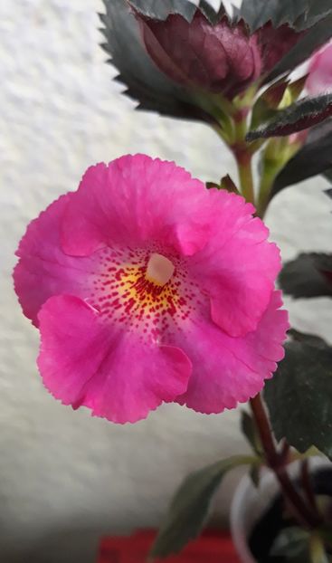  - 0001 2022 - BriD s PINK LILY