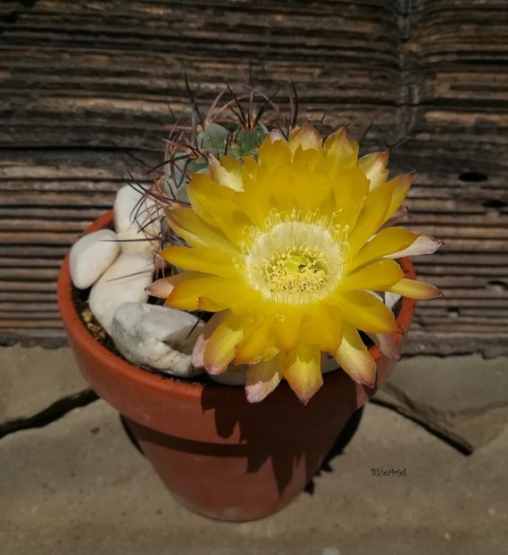  - Acanthocalycium Glaucum