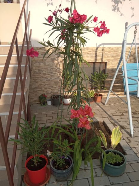  - 02 Hemerocalisi-hibiscusi-crini