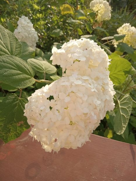 - 02 Azalee-rhododendroni-heleborusi-hortensii-hoste 2022