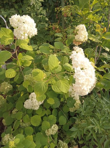  - 02 Azalee-rhododendroni-heleborusi-hortensii-hoste 2022