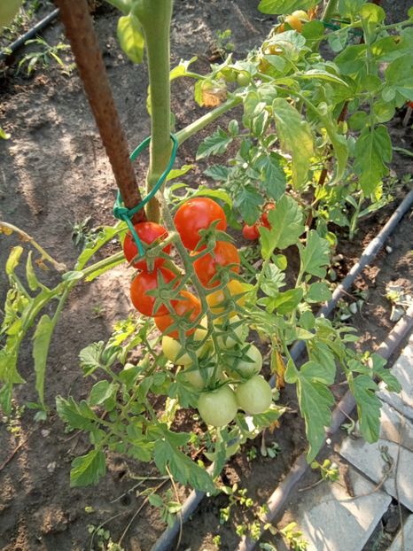  - 02 Gradina de legume 2022