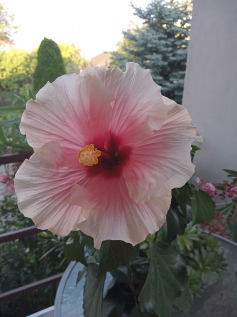 - 02 Hemerocalisi-hibiscusi-crini