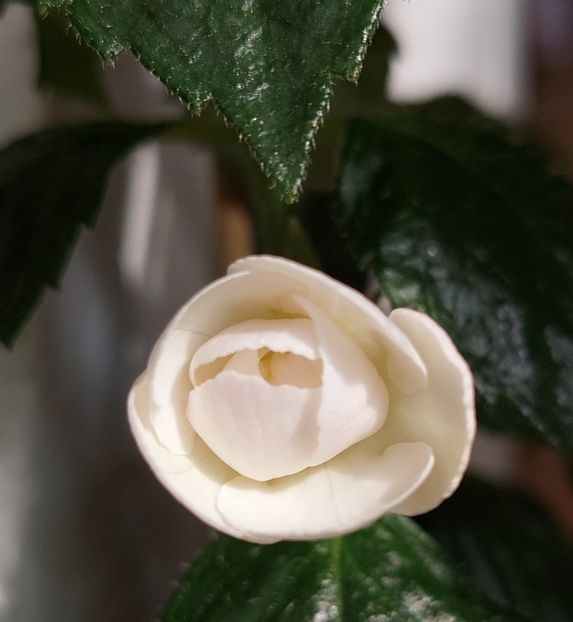  - RF-s PINA COLADA