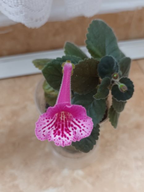 - Mini sinningia
