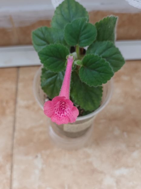  - Mini sinningia