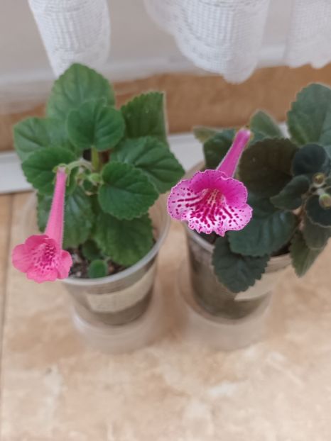  - Mini sinningia