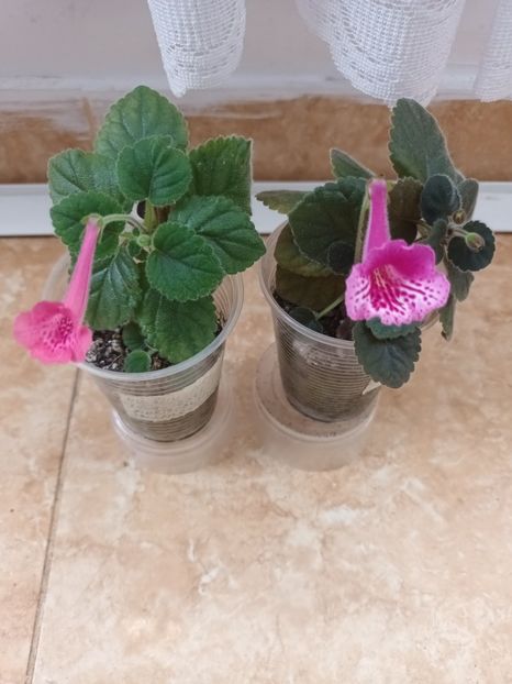  - Mini sinningia