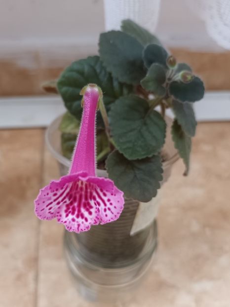  - Mini sinningia