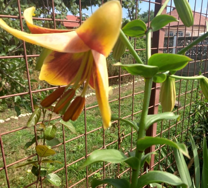  - Sub tutela soarelui