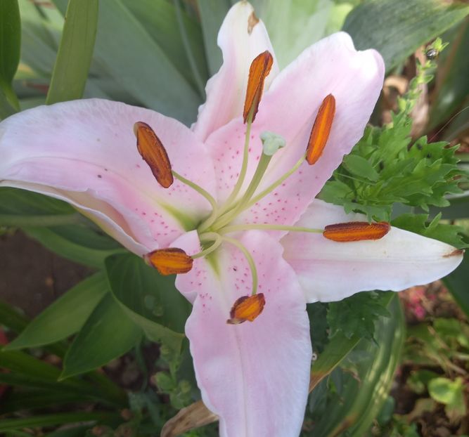  - Sub tutela soarelui