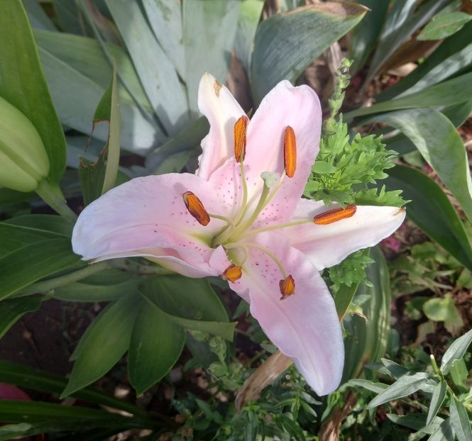  - Sub tutela soarelui