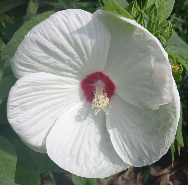  - Sub tutela soarelui