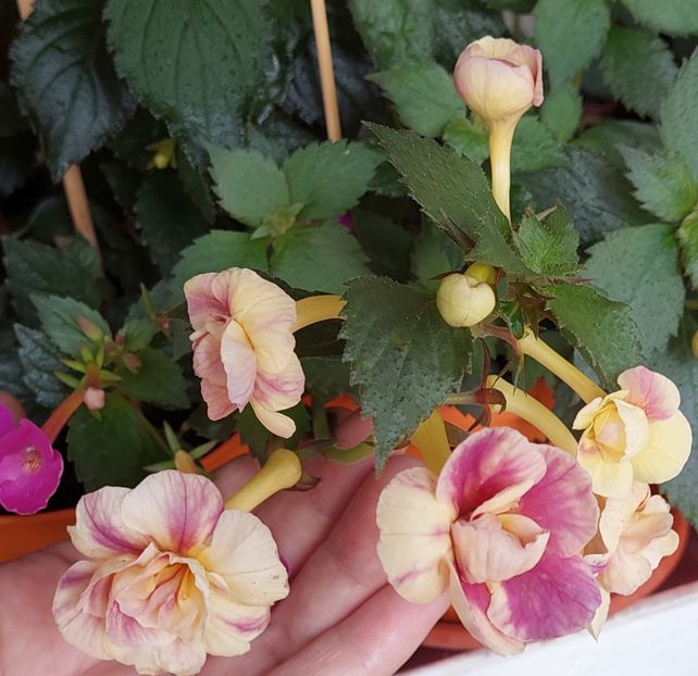  - RFs TROPICANA 2