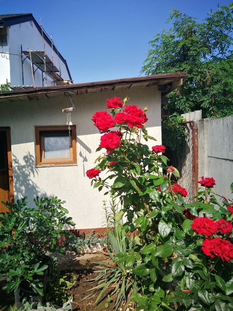 - Flori de grădină-2022