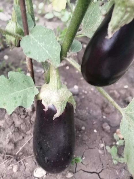  - Gradina cu legume-2017-acasa recolte 2018 - 2023