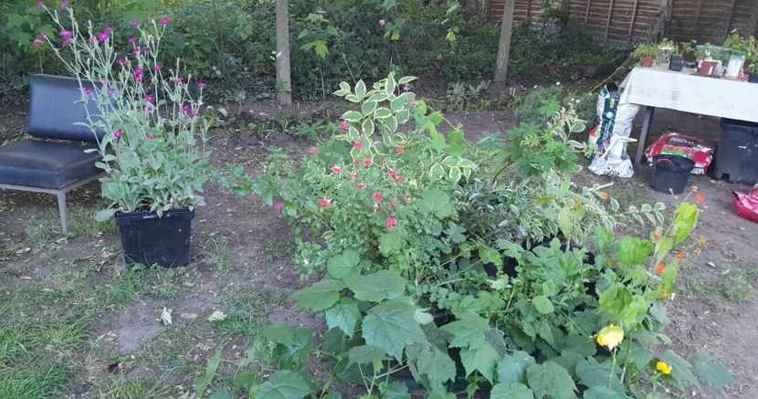 received_633097511022076 - - Gradina 2022