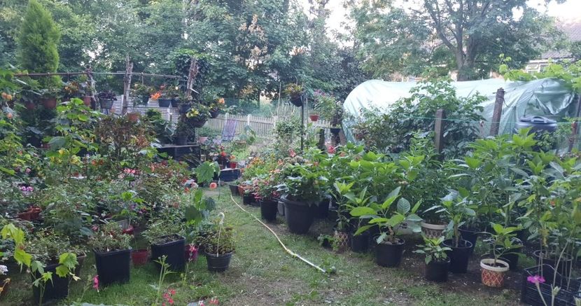 received_1042258649737593 - 0 Gradina 2022