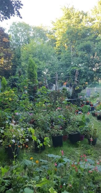 received_1094371421154505 - 0 Gradina 2022
