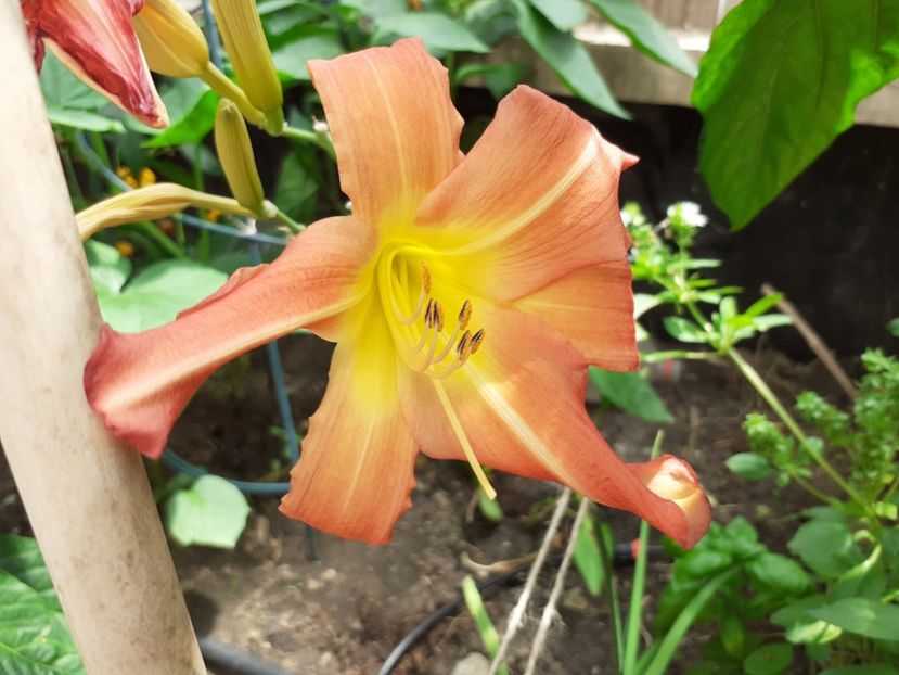  - Hemerocallis - hibrizii mei