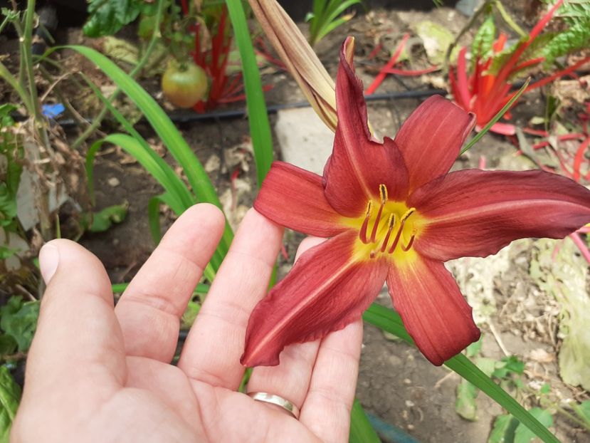  - Hemerocallis - hibrizii mei