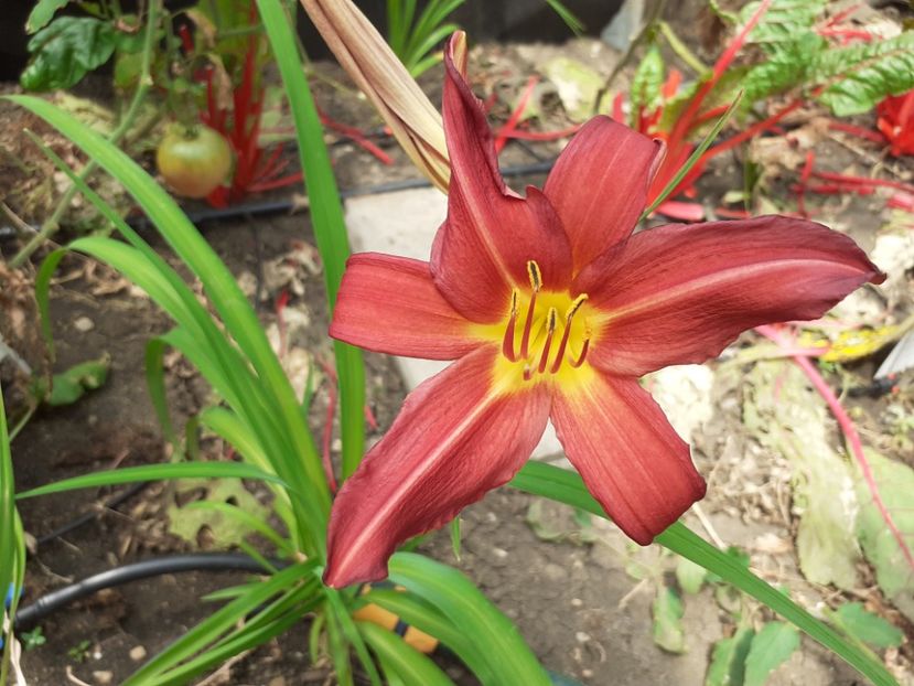  - Hemerocallis - hibrizii mei