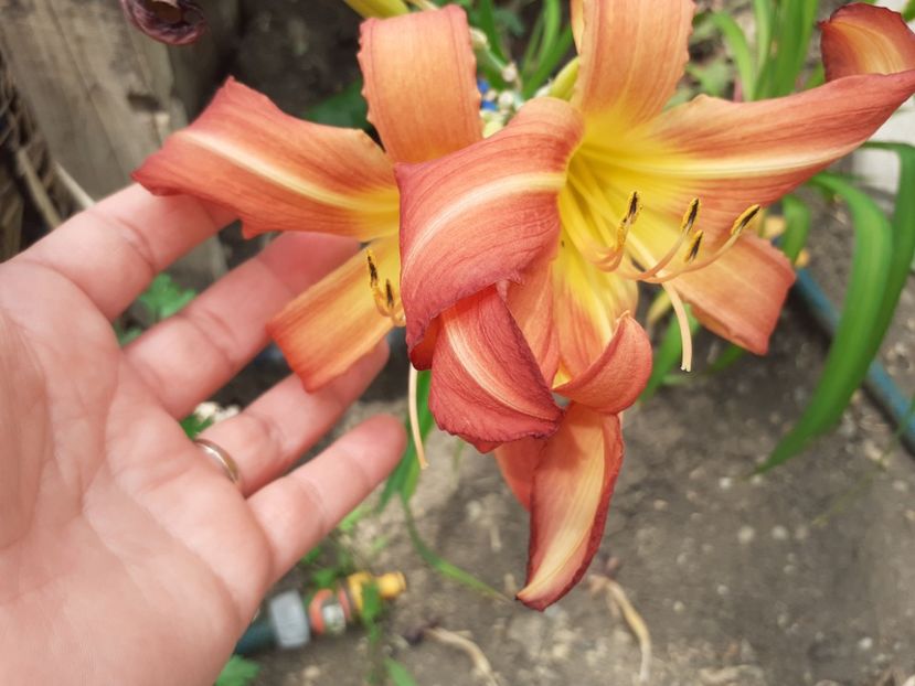 - Hemerocallis - hibrizii mei