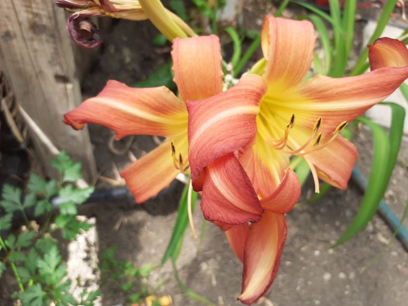  - Hemerocallis - hibrizii mei