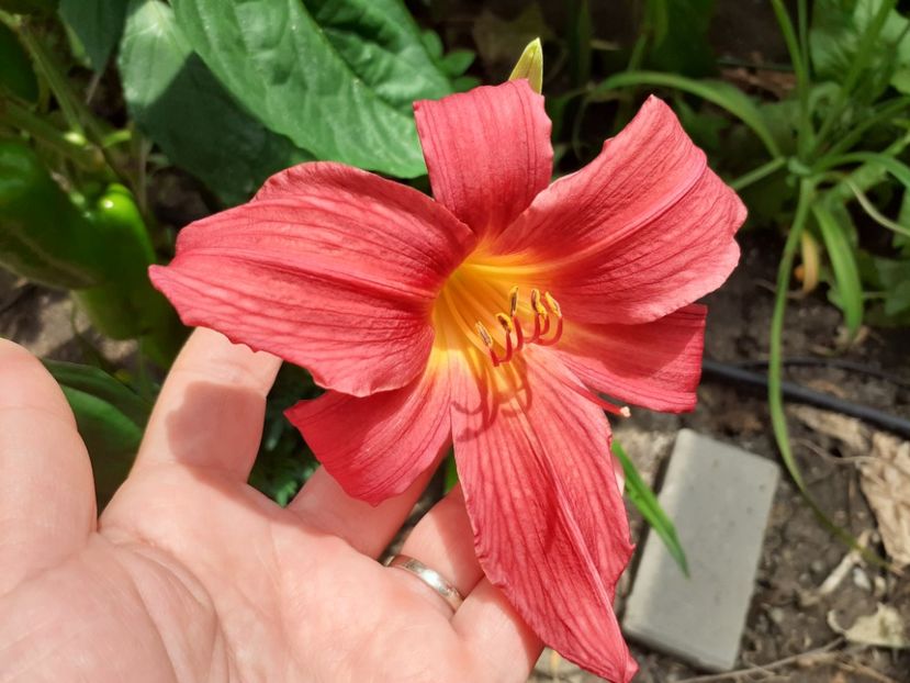  - Hemerocallis - hibrizii mei