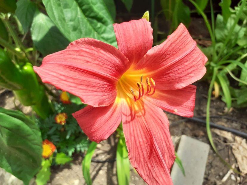  - Hemerocallis - hibrizii mei