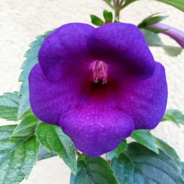  - RFs Mexican Velvet Purple