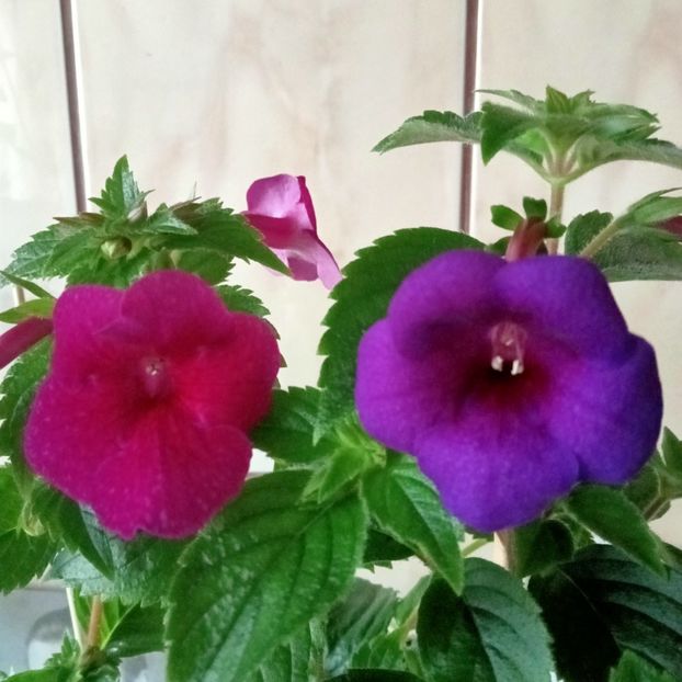  - RFs Mexican Velvet Purple