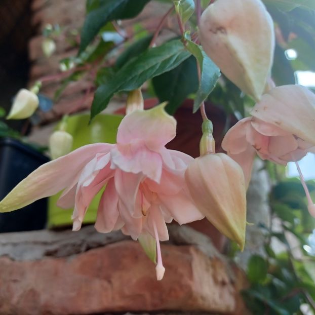  - Fuchsia 2022