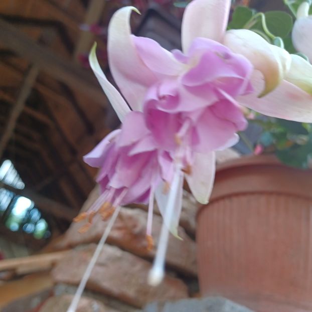 - Fuchsia 2022