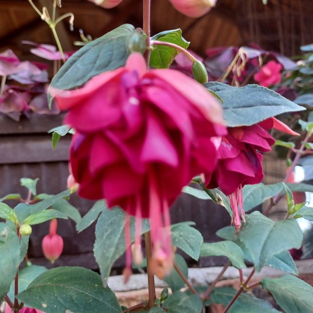  - Fuchsia 2022