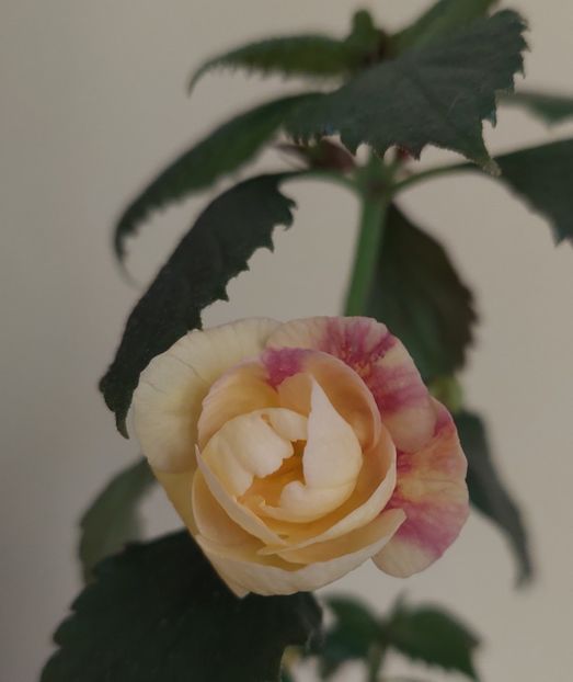 - RFs TROPICANA 2