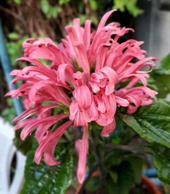  - 2022 culori si parfum