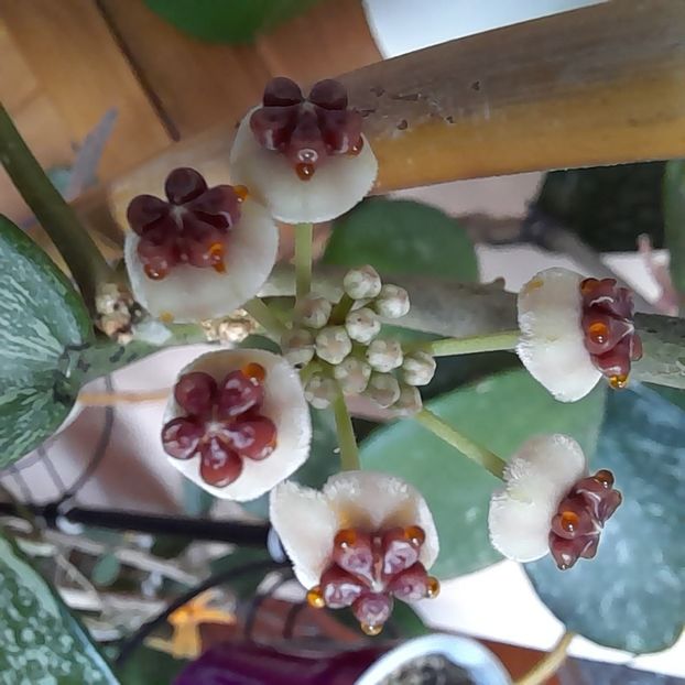08.07.2022 - HOYA 2022-2
