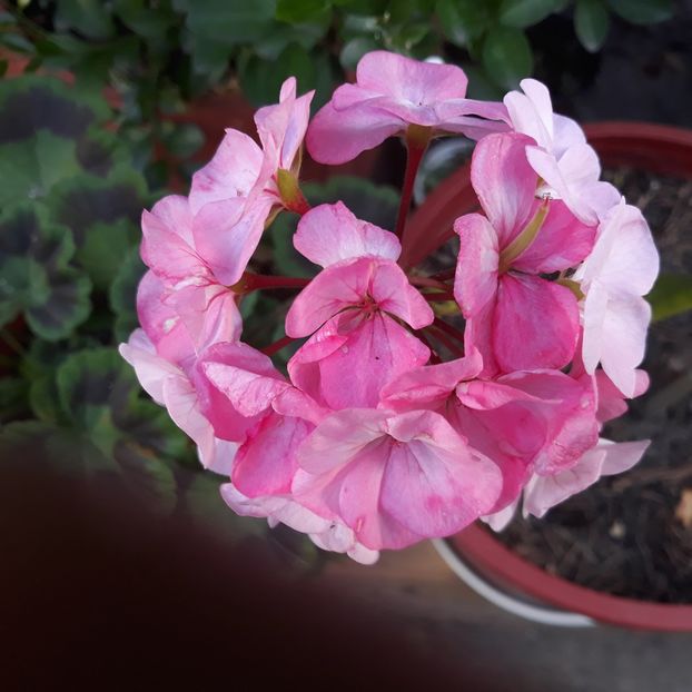  - Muscate 2017-2018- 2019-2020-2023-2024 - 2025