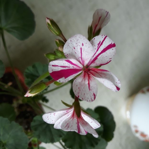  - Muscate 2017-2018- 2019-2020-2023-2024 - 2025