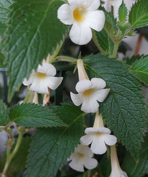 MM's BLUE MOON - AAA RIZOMI ACHIMENES DISPONIBILI -2023